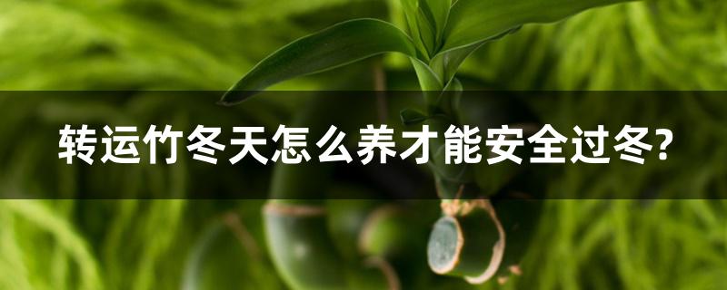 转运竹冬天怎么养才能安全过冬?