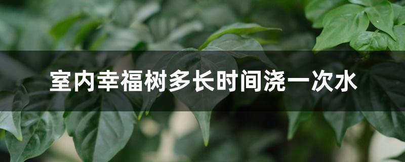 室内幸福树多长时间浇一次水
