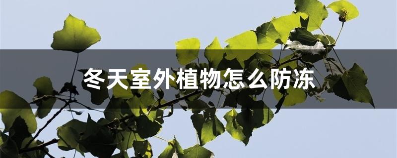 冬天室外植物怎么防冻