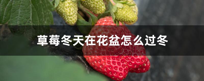 草莓冬天在花盆怎么过冬