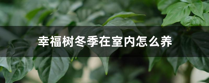 幸福树冬季在室内怎么养