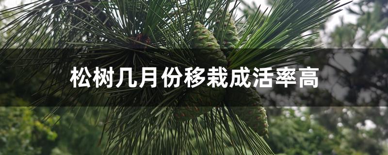 松树几月份移栽成活率高