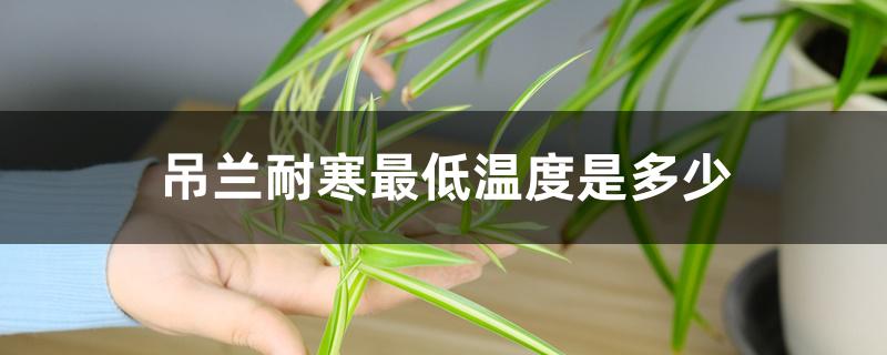 吊兰耐寒最低温度是多少 吊兰耐寒最低温度是多少