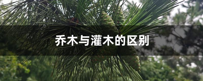 乔木与灌木的区别 乔木与灌木的区别