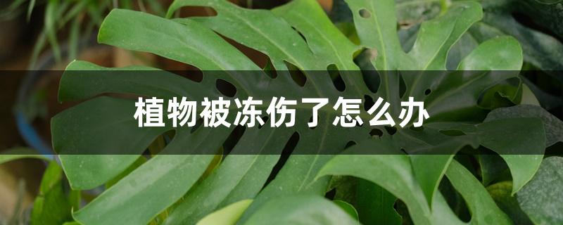 植物被冻伤了怎么办