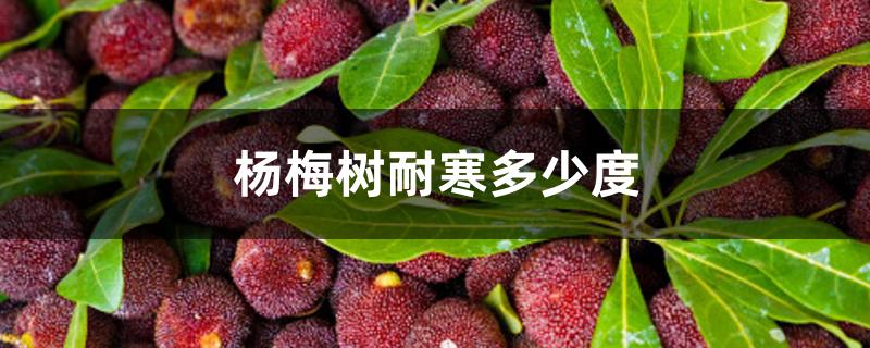 杨梅树耐寒多少度 杨梅树耐寒多少度