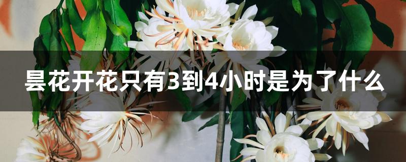 昙花开花只有3到4小时是为了什么