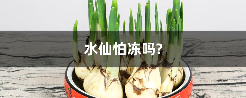 水仙怕冻吗?