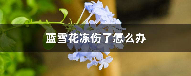 蓝雪花冻伤了怎么办