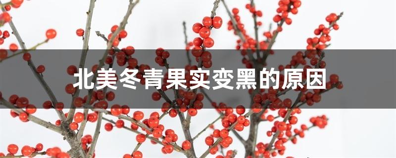 北美冬青果实变黑的原因 北美冬青果实变黑的原因