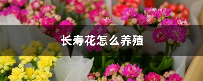 长寿花怎么养殖