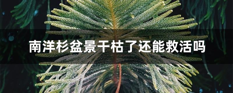 南洋杉盆景干枯了还能救活吗