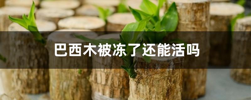 巴西木被冻了还能活吗