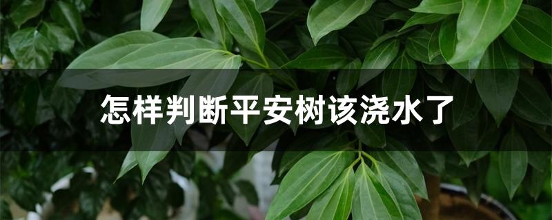 怎样判断平安树该浇水了