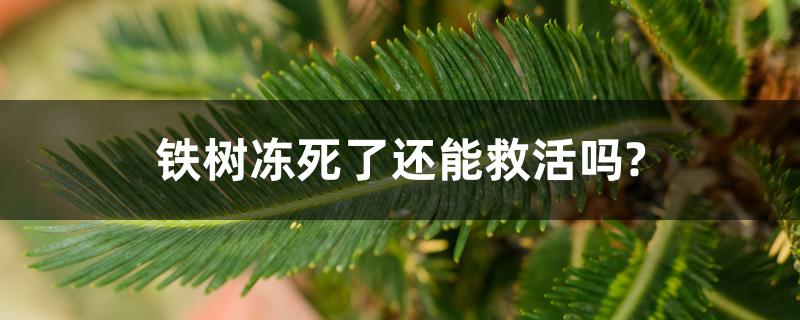 铁树冻死了还能救活吗?