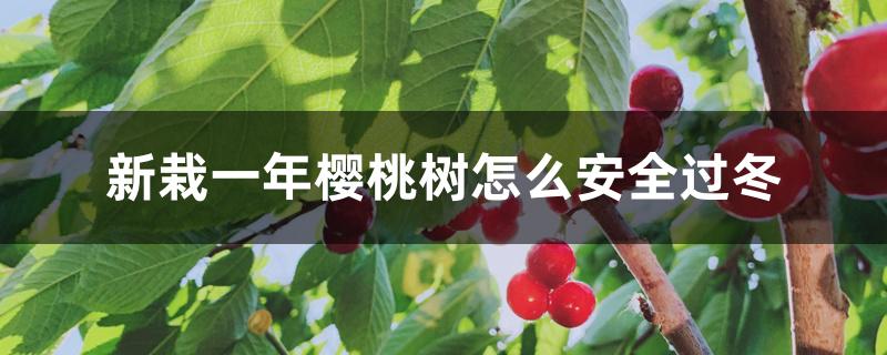 新栽一年樱桃树怎么安全过冬