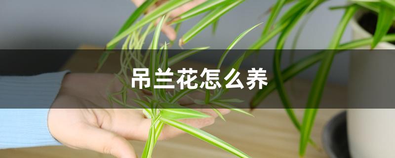 吊兰花怎么养