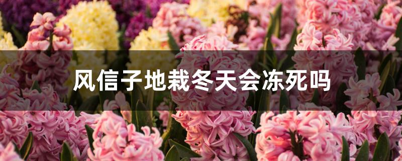 风信子地栽冬天会冻死吗