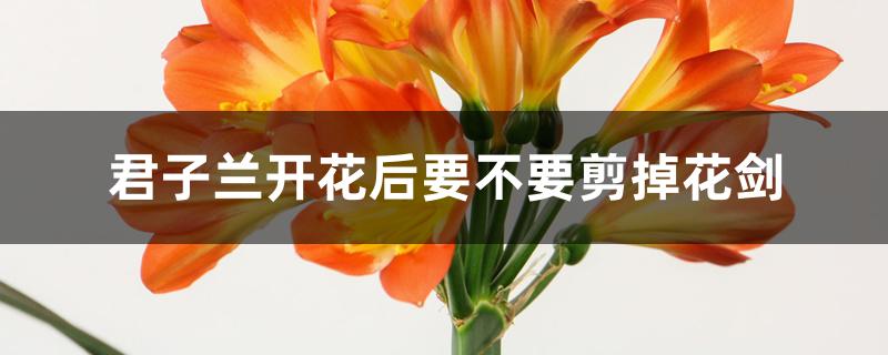 君子兰开花后要不要剪掉花剑