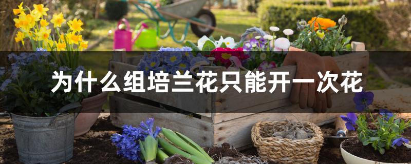 为什么组培兰花只能开一次花