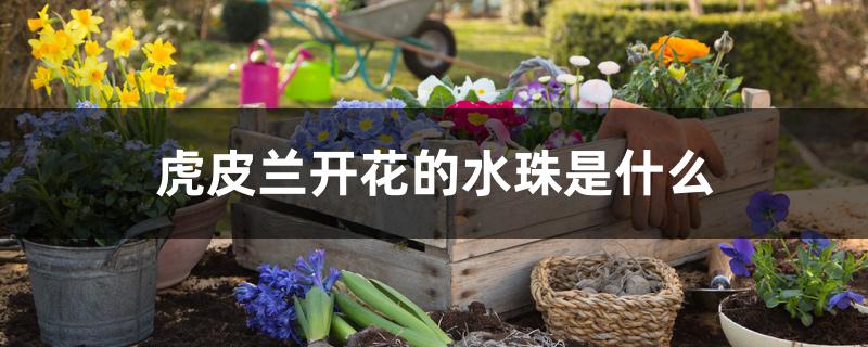 虎皮兰开花的水珠是什么 虎皮兰开花的水珠是什么