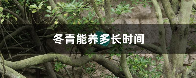 冬青能养多长时间