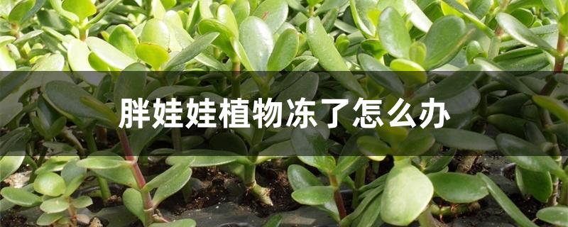 胖娃娃植物冻了怎么办