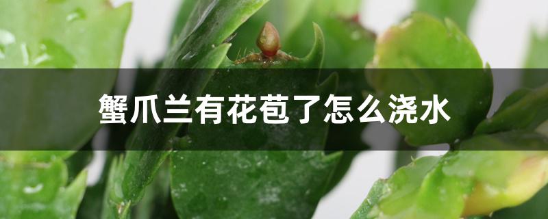 蟹爪兰有花苞了怎么浇水