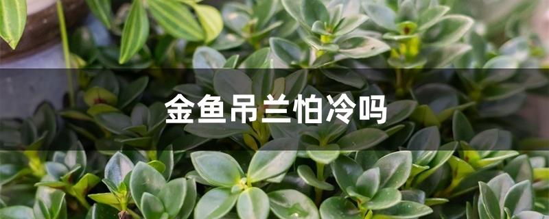 金鱼吊兰怕冷吗