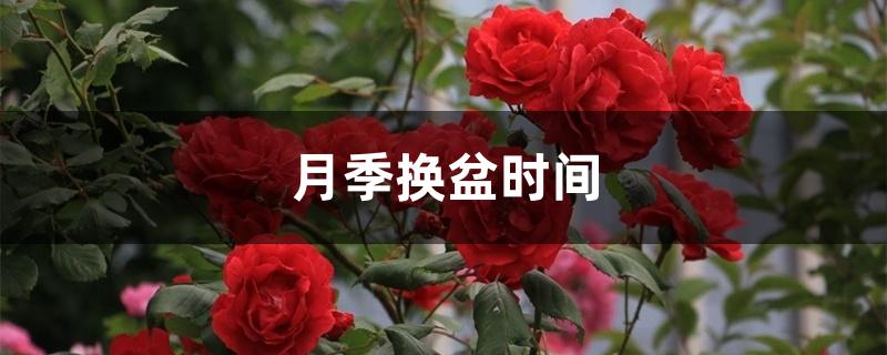 月季换盆时间