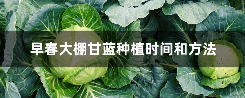 早春大棚甘蓝种植时间和方法