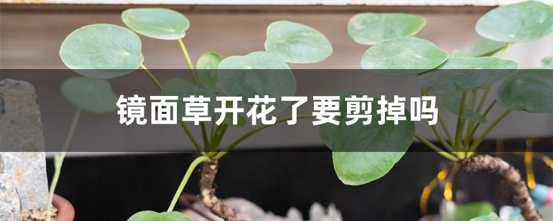 镜面草开花了要剪掉吗