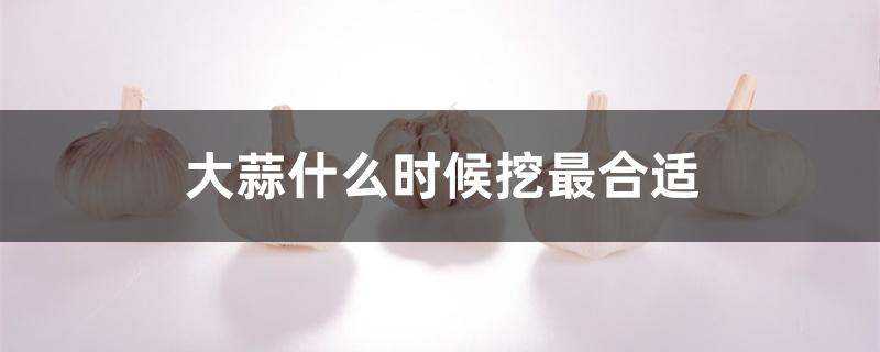 大蒜什么时候挖最合适