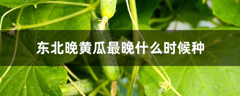 东北晚黄瓜最晚什么时候种
