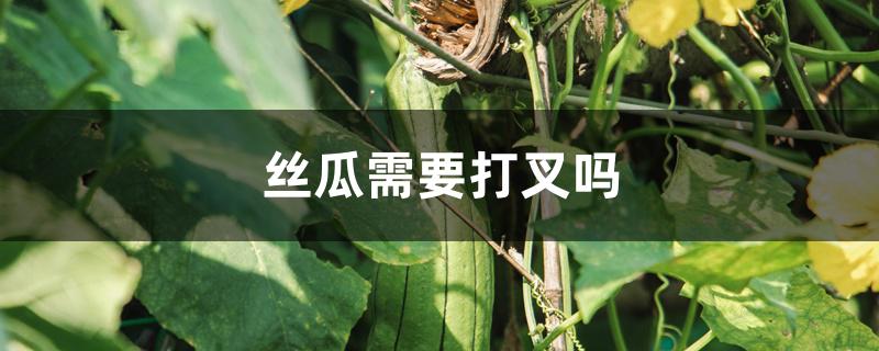 丝瓜需要打叉吗