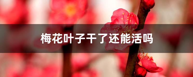 梅花叶子干了还能活吗