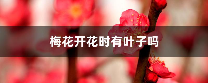 梅花开花时有叶子吗