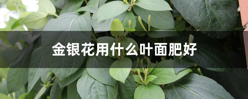 金银花用什么叶面肥好