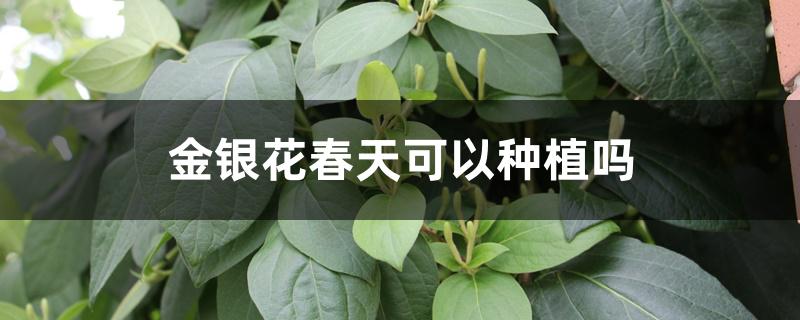 金银花春天可以种植吗