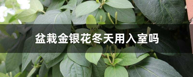 盆栽金银花冬天用入室吗