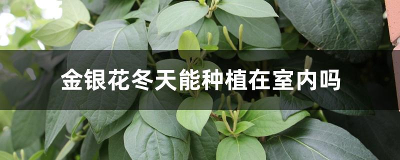 金银花冬天能种植在室内吗