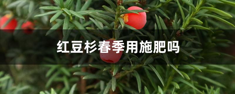 红豆杉春季用施肥吗