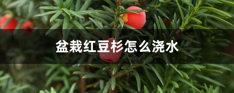 盆栽红豆杉怎么浇水