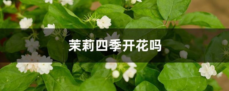 茉莉四季开花吗