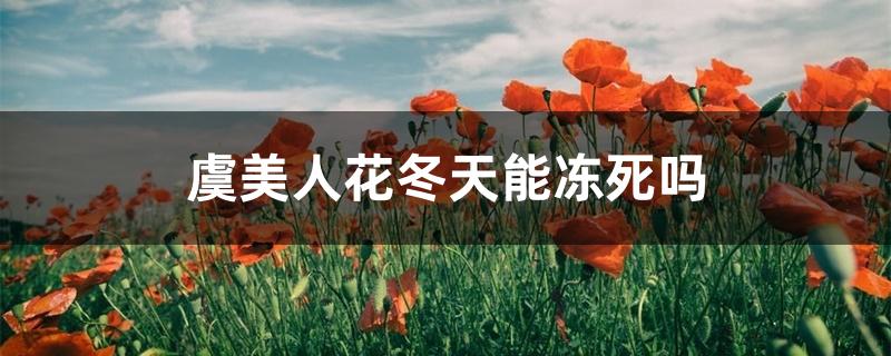 虞美人花冬天能冻死吗