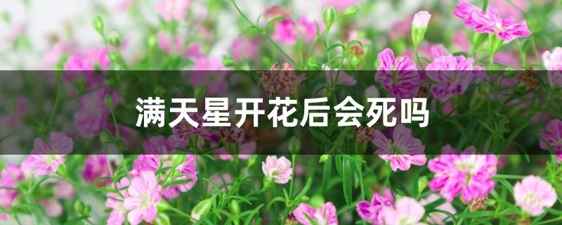 满天星开花后会死吗