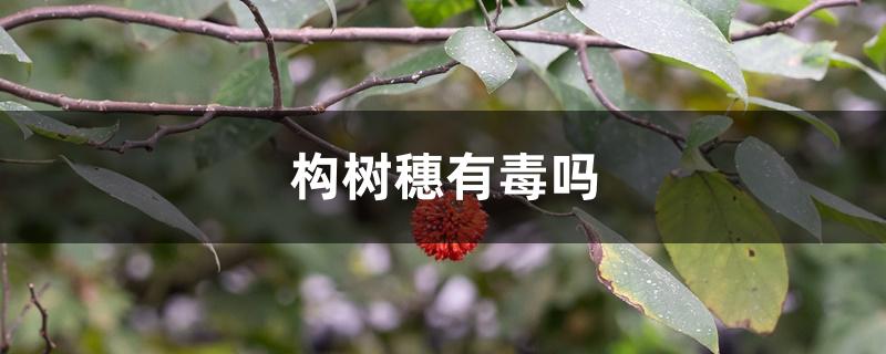 构树穗有毒吗