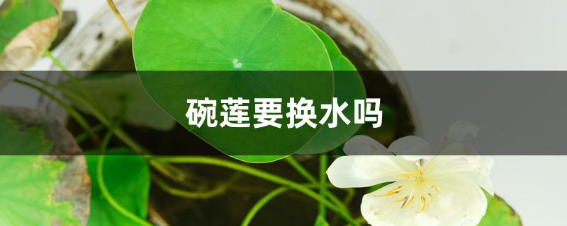 碗莲要换水吗 碗莲要换水吗