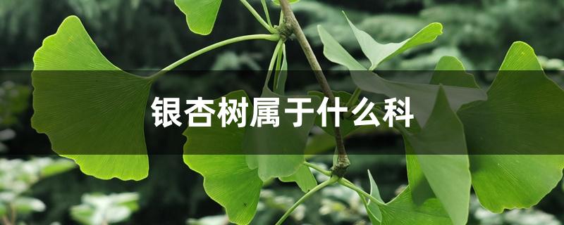 银杏树属于什么科