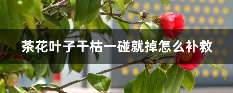 茶花叶子干枯一碰就掉怎么补救